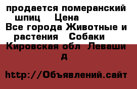 продается померанский шпиц  › Цена ­ 35 000 - Все города Животные и растения » Собаки   . Кировская обл.,Леваши д.